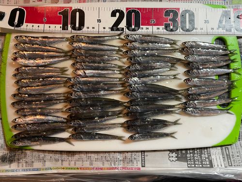 イワシの釣果