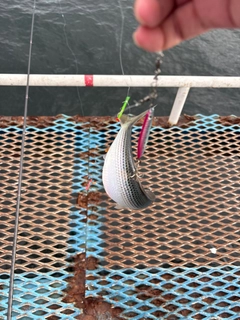 コノシロの釣果