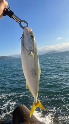 ヤズの釣果