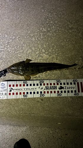 マゴチの釣果