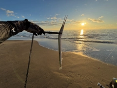 ダツの釣果