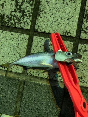 サバの釣果