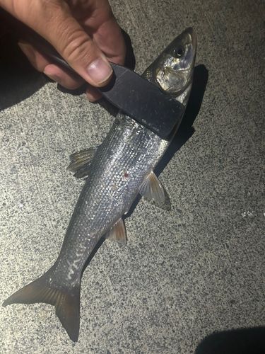 ウグイの釣果