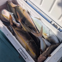 ショゴの釣果