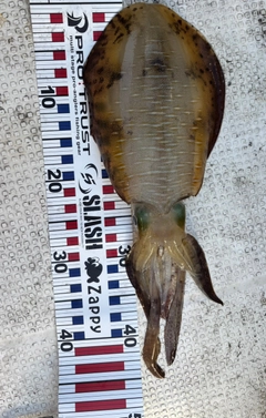 アオリイカの釣果