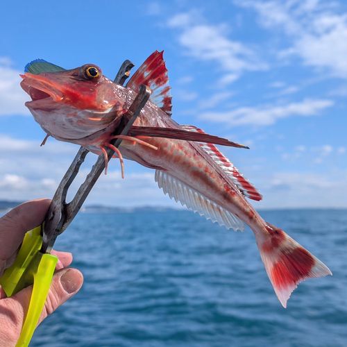 相模湾