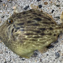 カワハギ