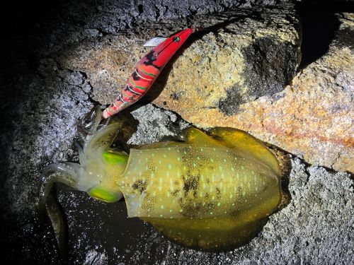 イカの釣果