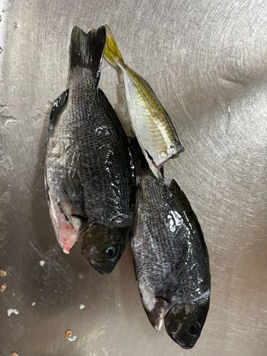 グレの釣果