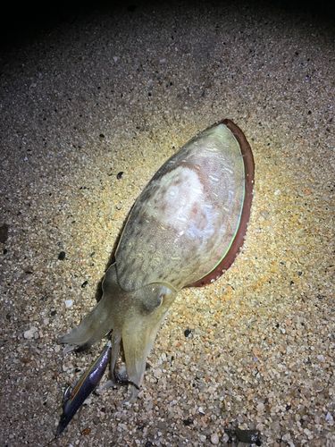 瀬戸内海