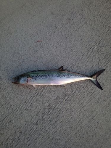南芦屋浜ベランダ