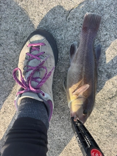 カンダイの釣果