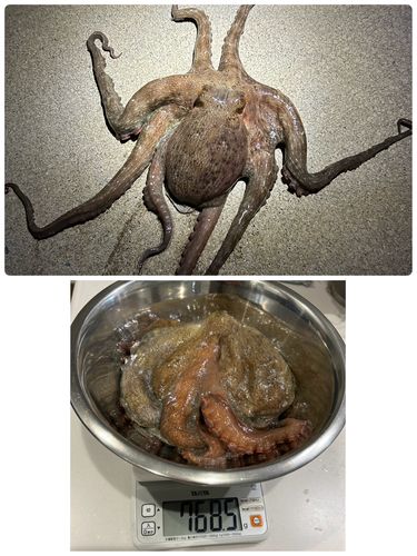 タコの釣果
