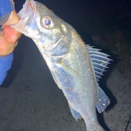 セイゴ（タイリクスズキ）