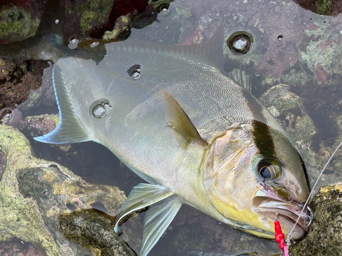 ばやしーさんの釣果 3枚目の画像