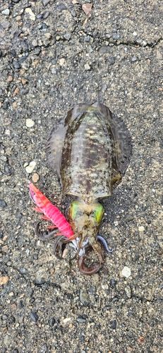 アオリイカの釣果