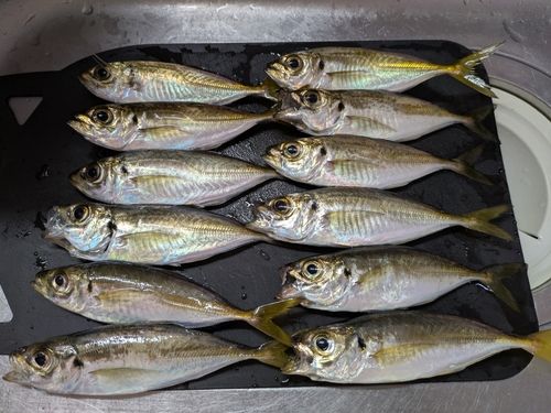 アジの釣果