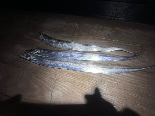 タチウオの釣果