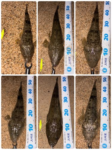 マゴチの釣果