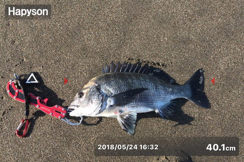 クロダイの釣果