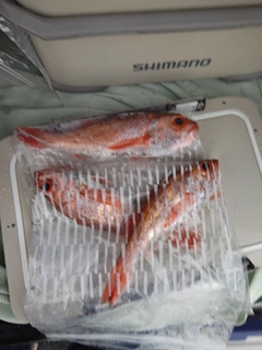 アカムツの釣果