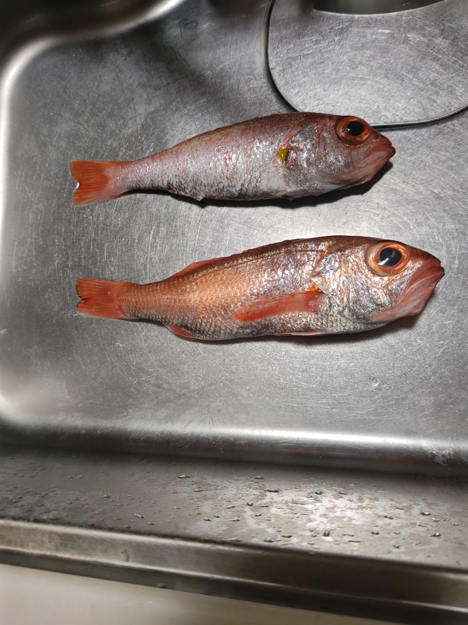 アングラーウッシさんの釣果 2枚目の画像