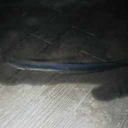 タチウオ