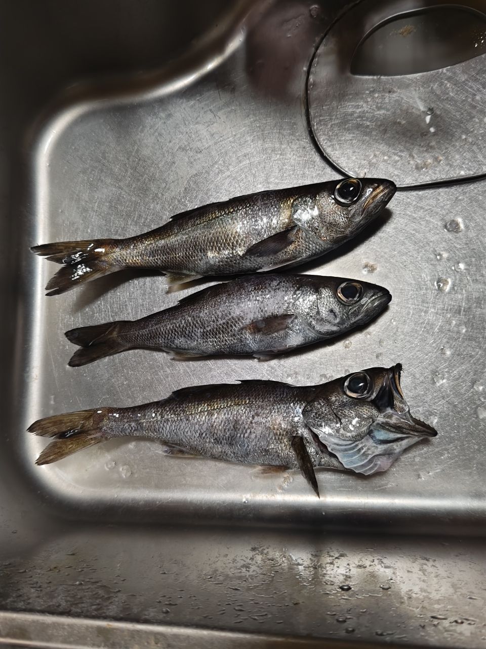 アングラーウッシさんの釣果 1枚目の画像