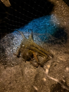タコの釣果