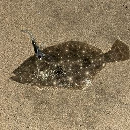 ヒラメ