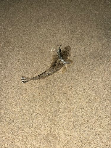 マゴチの釣果