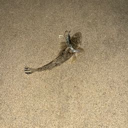 マゴチ