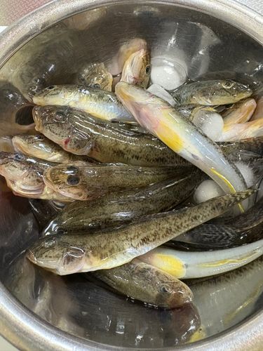 伊勢湾湾奥