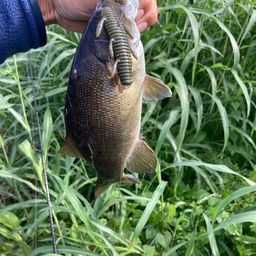 スモールマウスバス