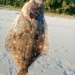 ヒラメ