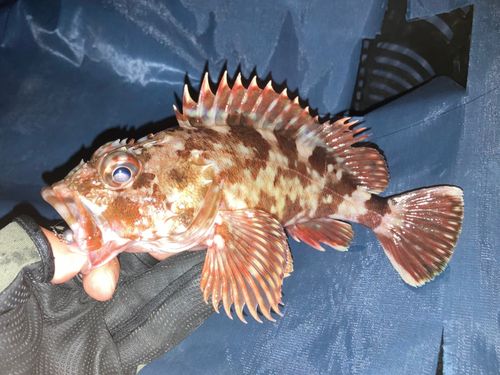 カサゴの釣果