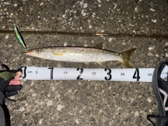 アカカマスの釣果