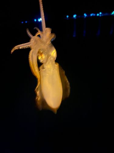 津久見湾