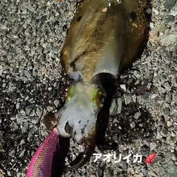 コウイカ
