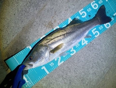 マルスズキの釣果