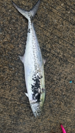 サゴシの釣果