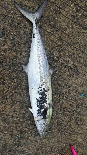 サゴシの釣果