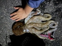 タコの釣果