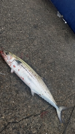 サゴシの釣果