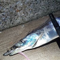 タチウオ