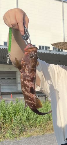貝塚人工島