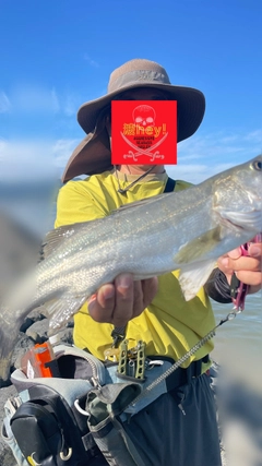 フッコ（マルスズキ）の釣果