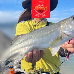 フッコ（マルスズキ）