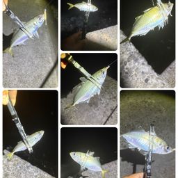 アジ