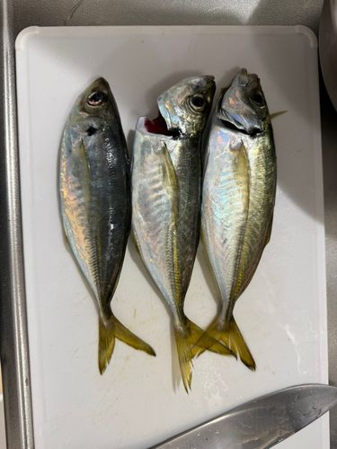 金沢水際線緑地（福浦岸壁）